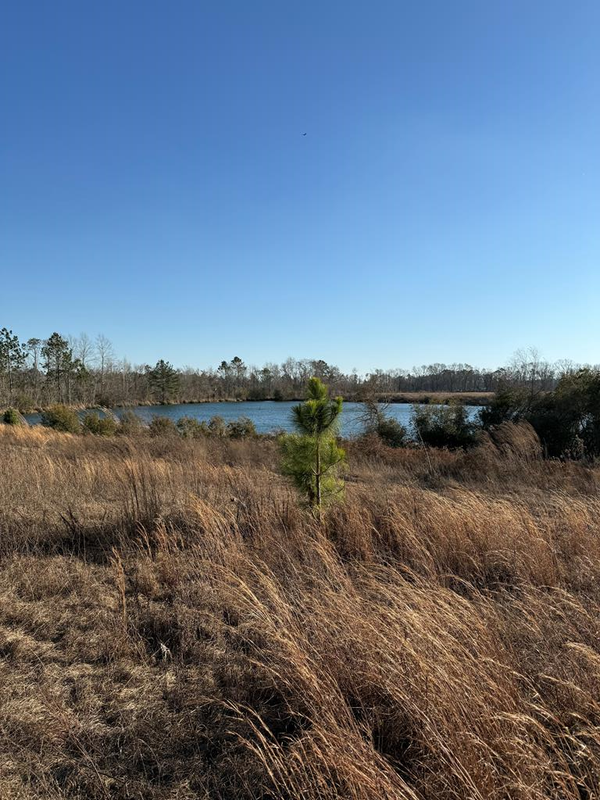 000 Green Oak Rd, Lyons, GA 30474