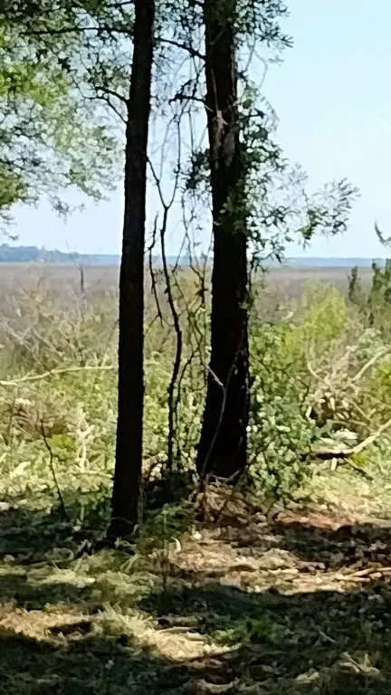 0 Briar Patch Place, Townsend, GA 31331 - Image #3