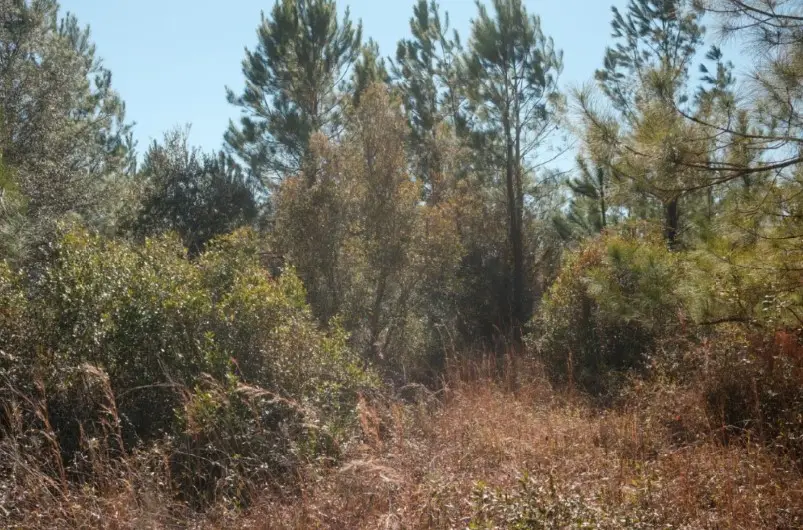 169 Johns Way, Nahunta, GA 31553 - #3