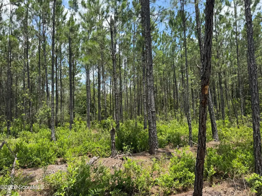 Lot 5 Corbitt Road #Lot 5, Manor, GA 31550 - #3