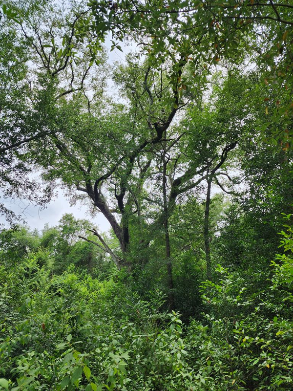 0 Babcock Road, Colquitt, GA 39837