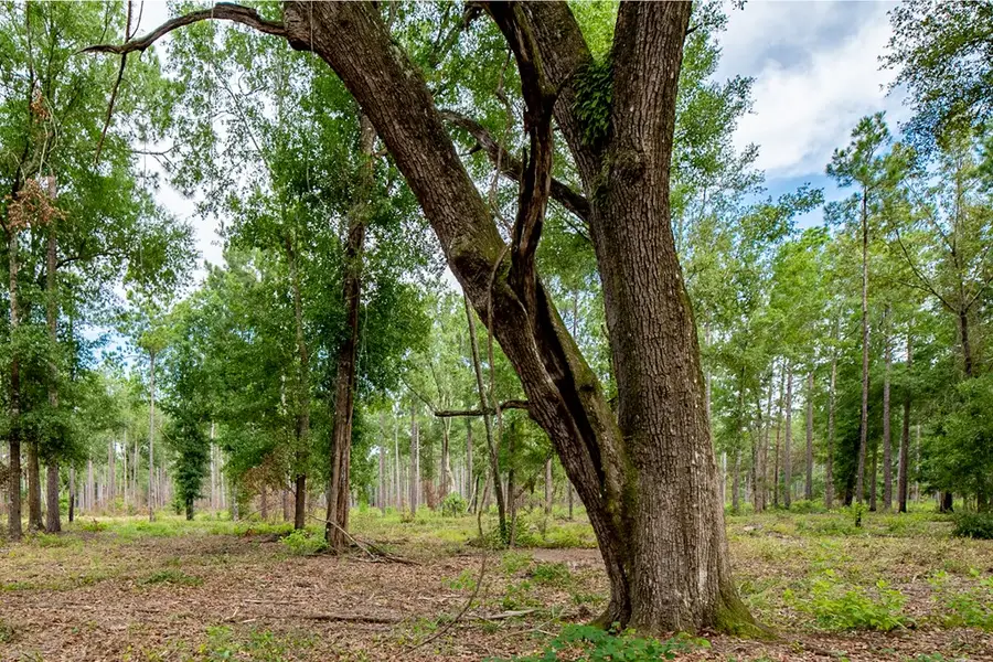 136 Willow Nook, Arlington, GA 39813 - #2