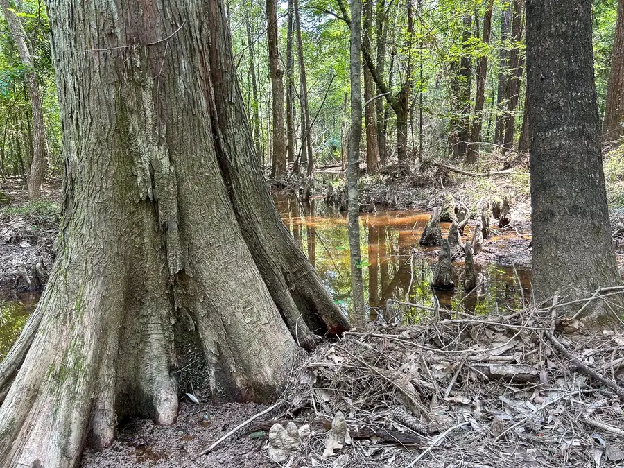 0 County Line Road, Livingston, TX 77351 - #2