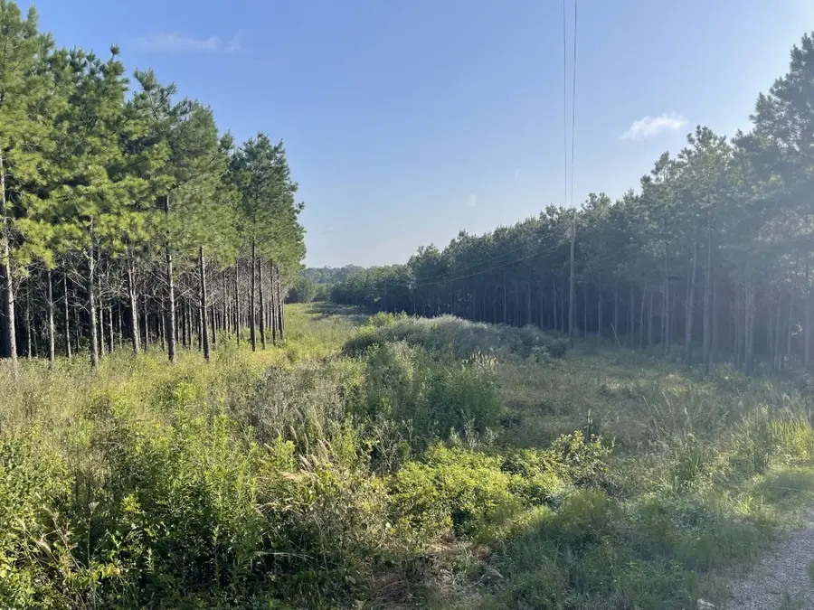 TBD (Lot 45) County Road 1060, Center, TX 75935 - Image #2