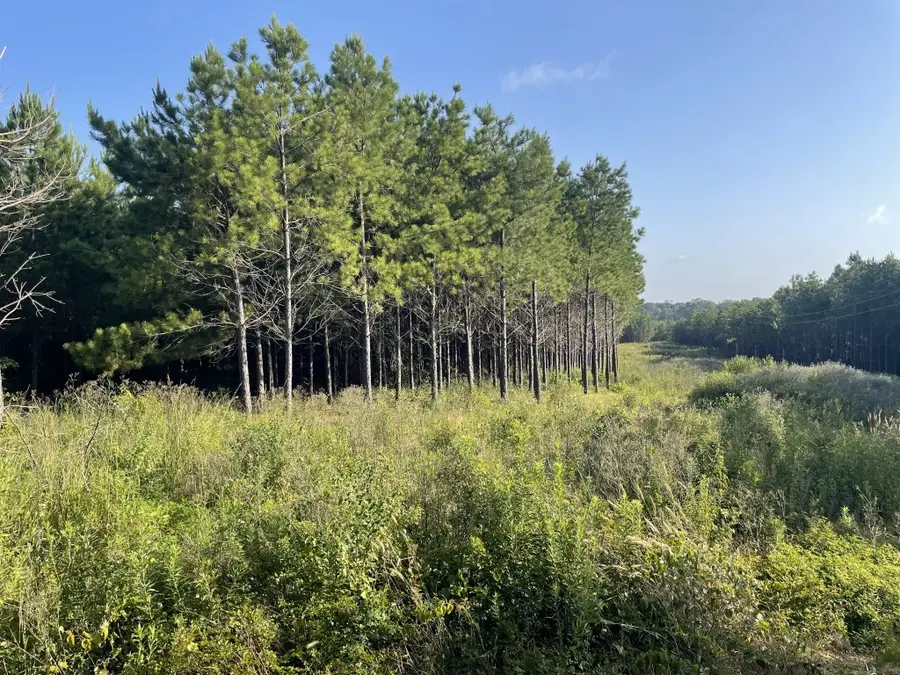 TBD (Lot 45) County Road 1060, Center, TX 75935 - Image #3
