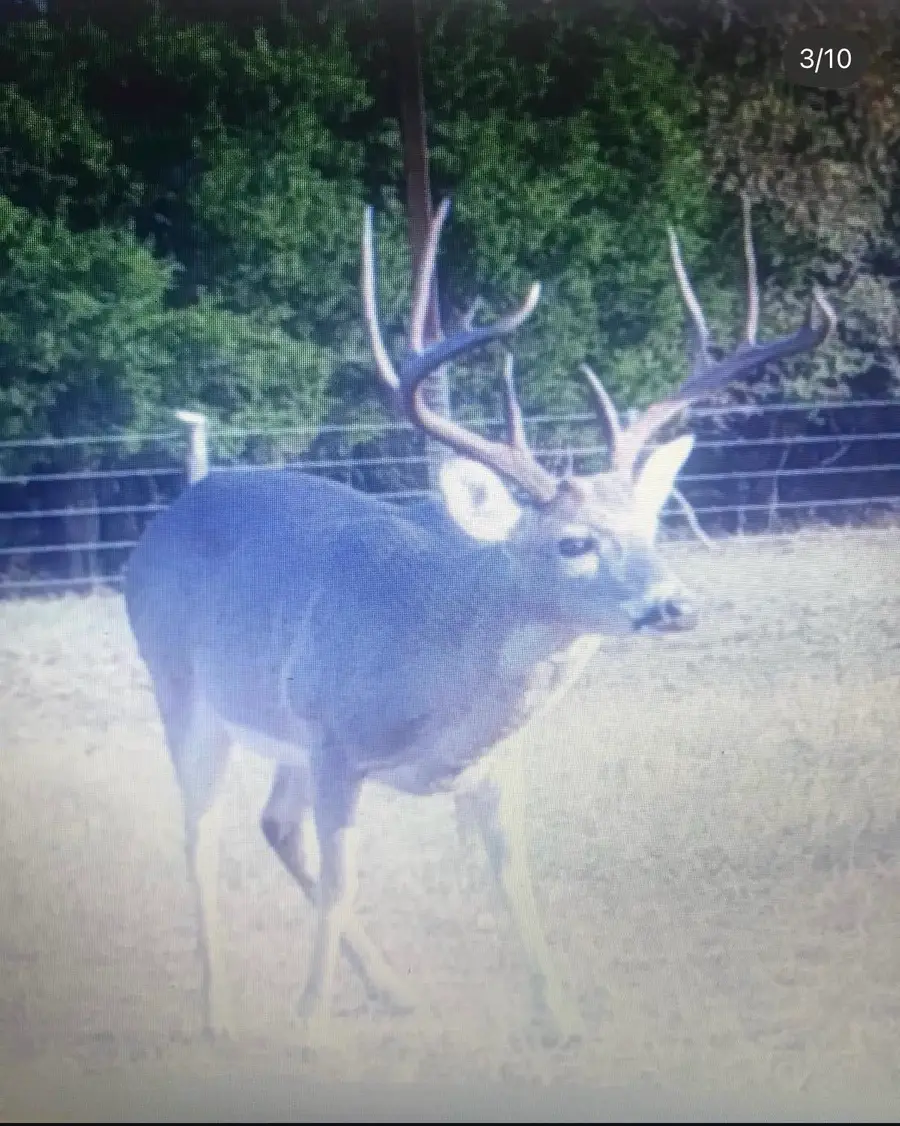 90+/- Acres Turner, Franklin, TX 77856 - Image #2