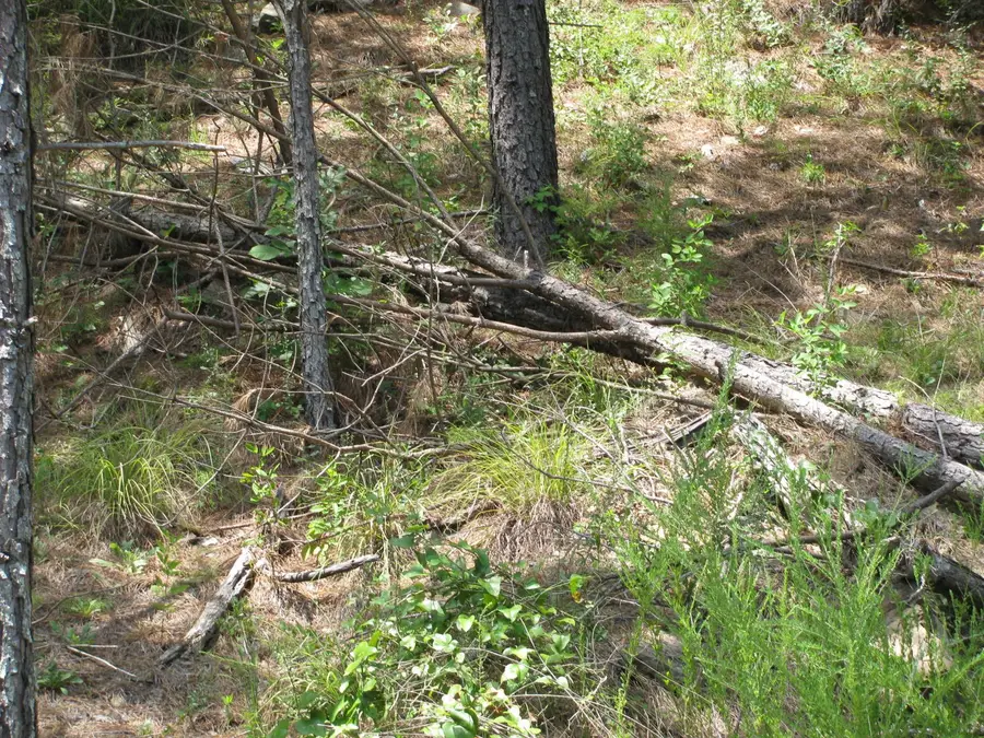 TBD Josee's Journey, Nashoba, OK 74558 - Image #3