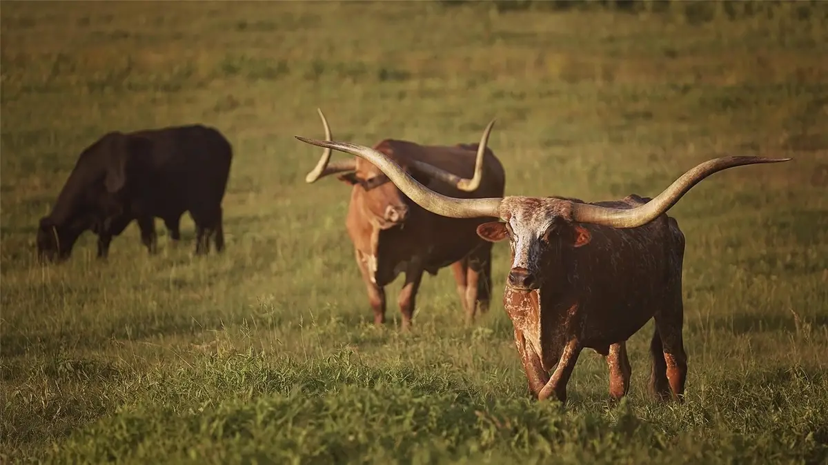 12301 N Holland Street, Eustace, TX 75124 - #1