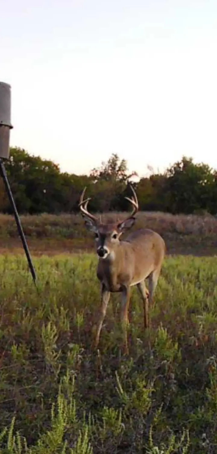 1800 County Road 479, Gorman, TX 76454 - Image #3