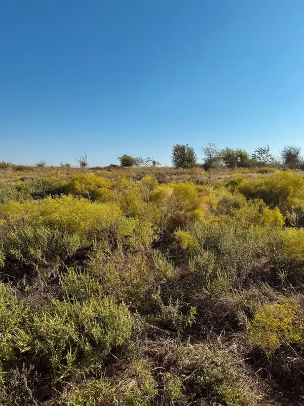 2812 Lucky Pepper Drive, Cresson, TX 76035