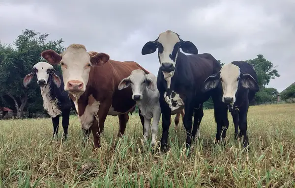 TBD # 18 Briar Road, Azle, TX 76020