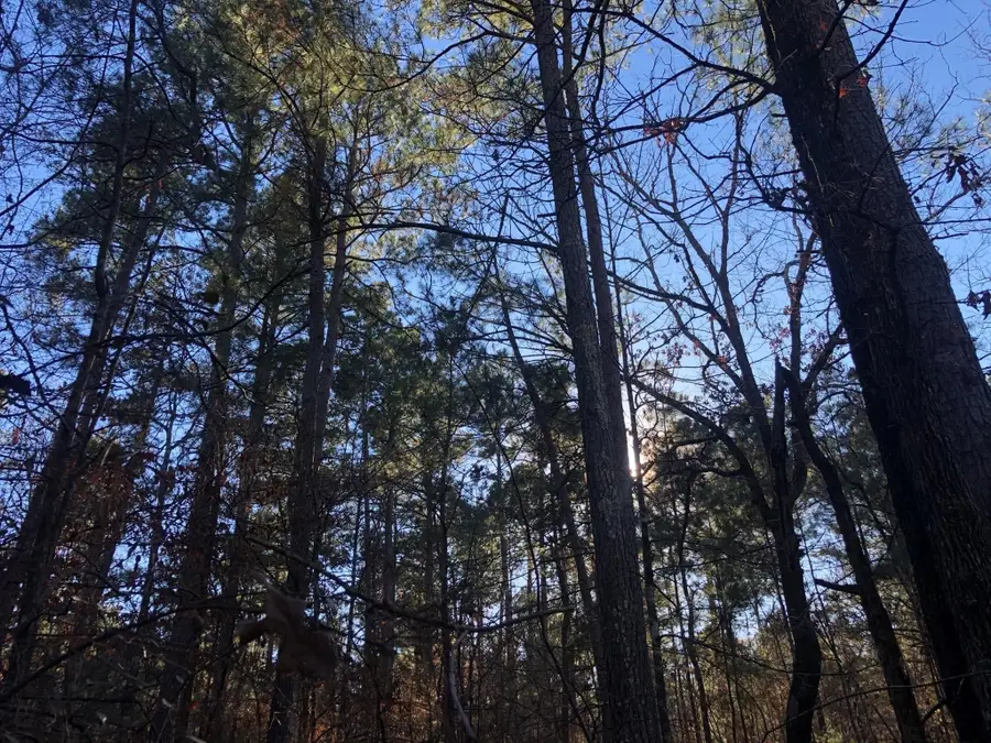 0 Highway 160, Plain Dealing, LA 71064 - Image #2