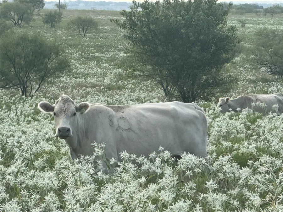 381 Private Road 4512, Decatur, TX 76234 - Image #3