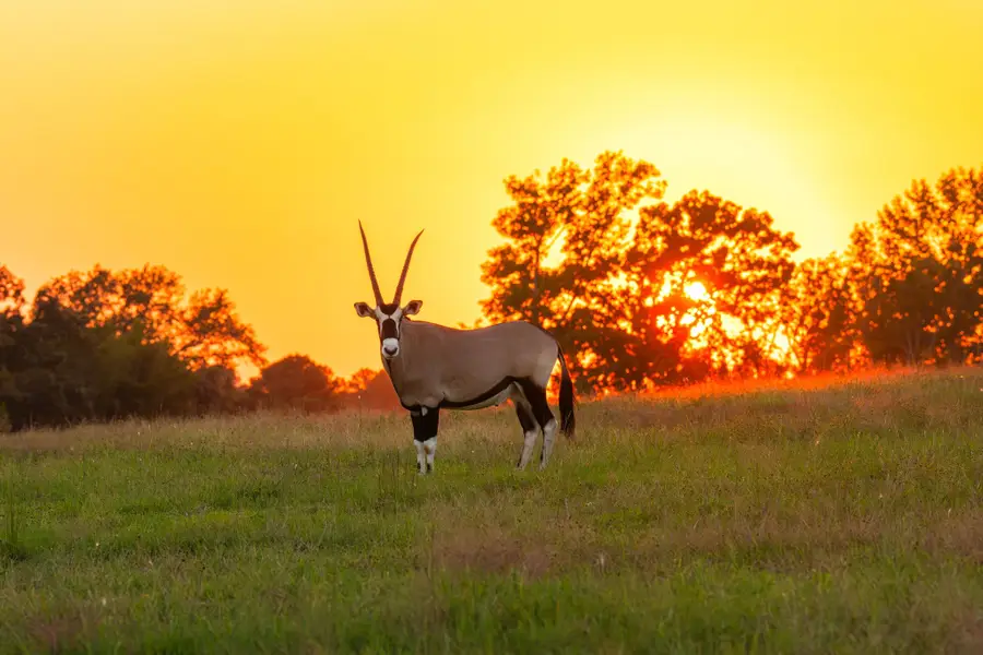 10326 County Road 3112 N, Kilgore, TX 75662 - Image #2