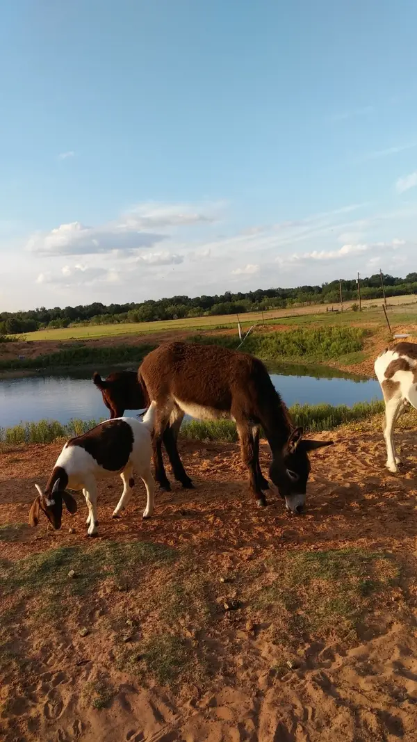 5664 Fm 3368, Hawley, TX 79525