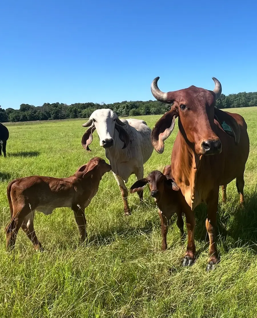 TBD #16 out of 13345 Briar Road, Azle, TX 76020 - Image #2