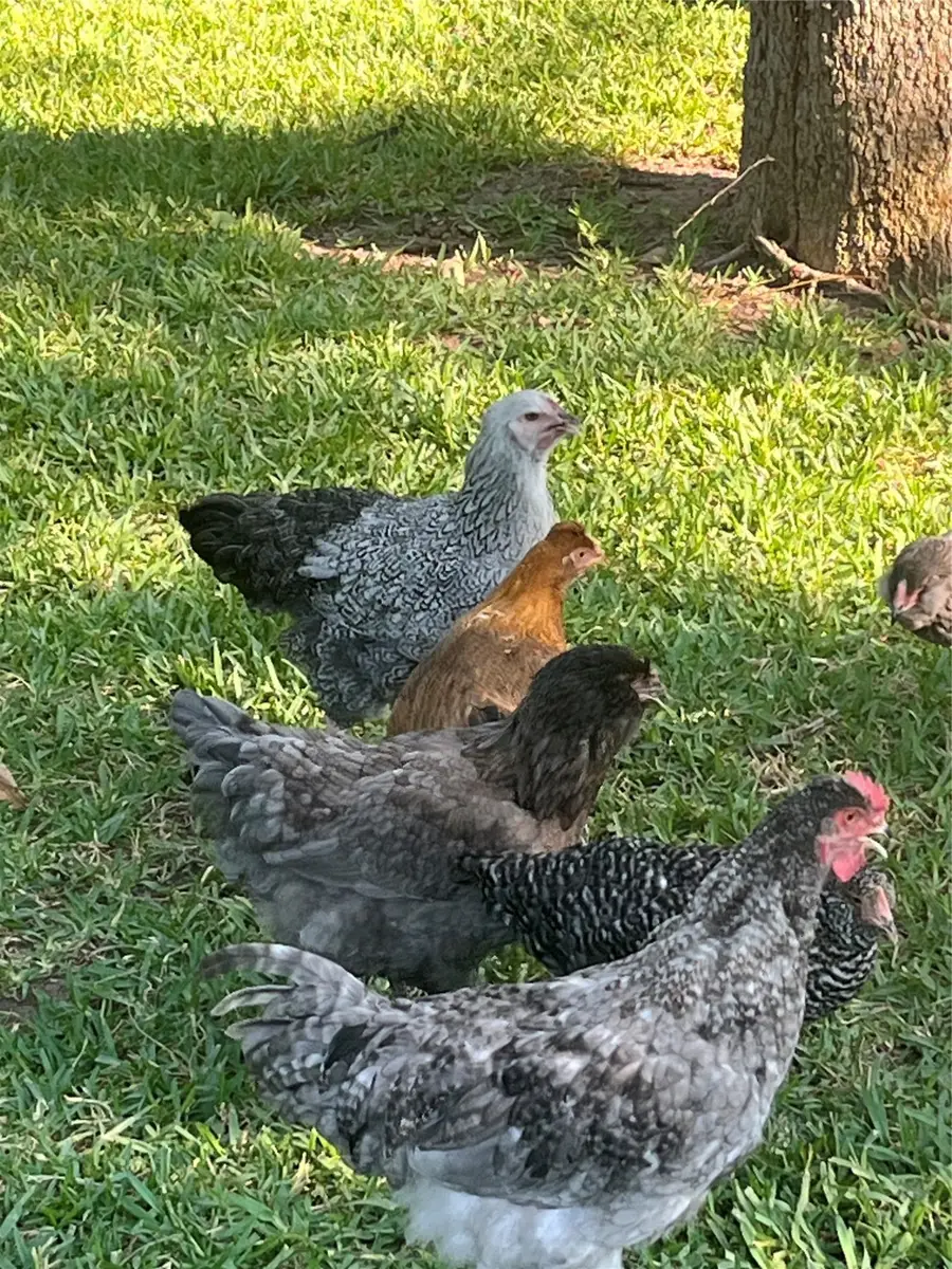 TBD #16 out of 13345 Briar Road, Azle, TX 76020 - Image #3