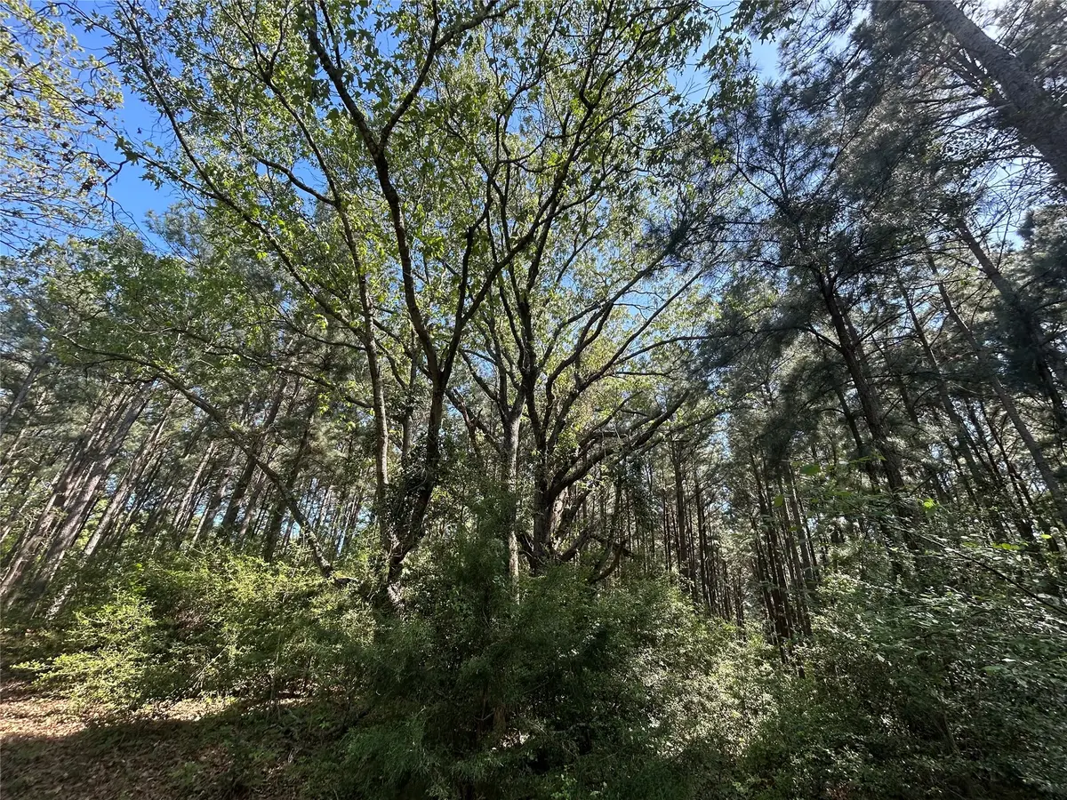 TBD 2303 An County Road, Montalba, TX 75853 - Image #1