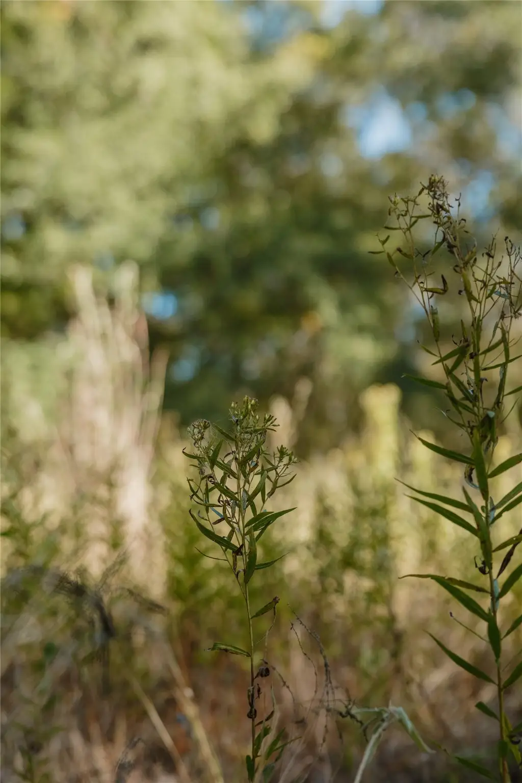 Lot 16 Private Road 5948, Yantis, TX 75497 - Image #1