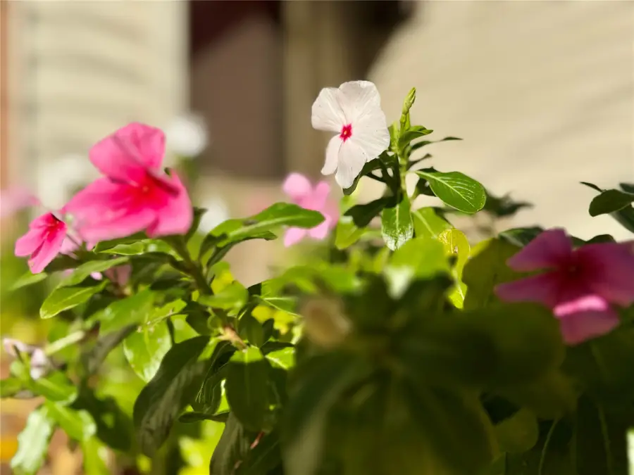 415 W Taylor Street, Sherman, TX 75092 - Image #2