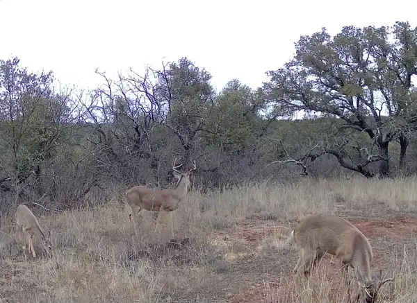 TBD Fm 585, Coleman, TX 76834