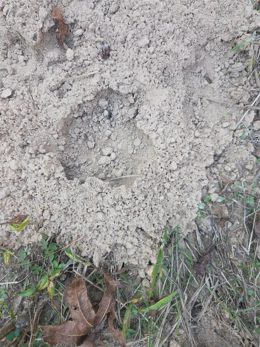 5.5 Acres TBD County Road 3117, Clarksville, TX 75426 - Image #2