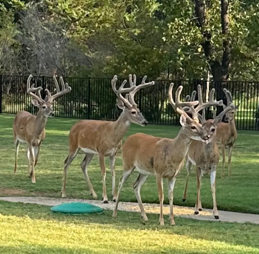 7545 Colton Lane, Pilot Point, TX 76258 - Image #3