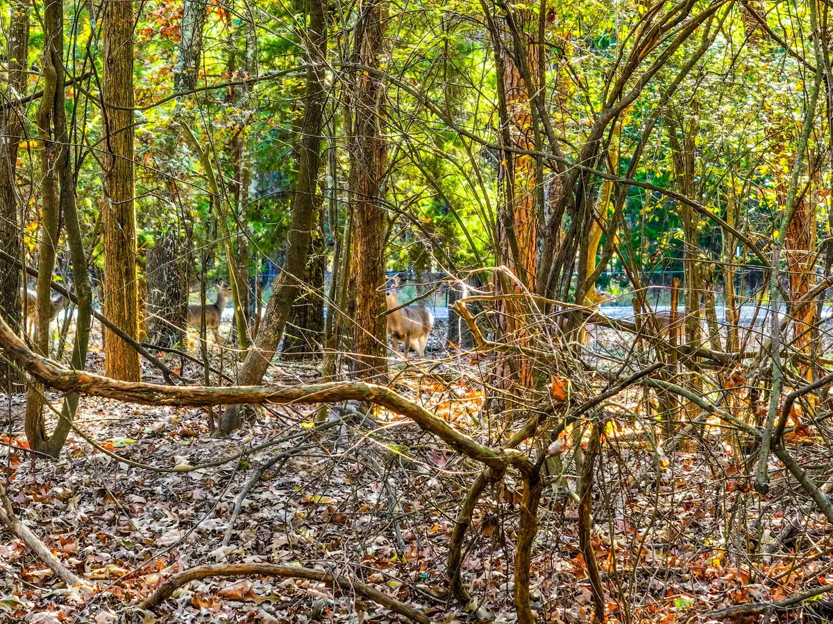 Lot 17 Sweet Gum Lane, Mount Vernon, TX 75457 - Image #1