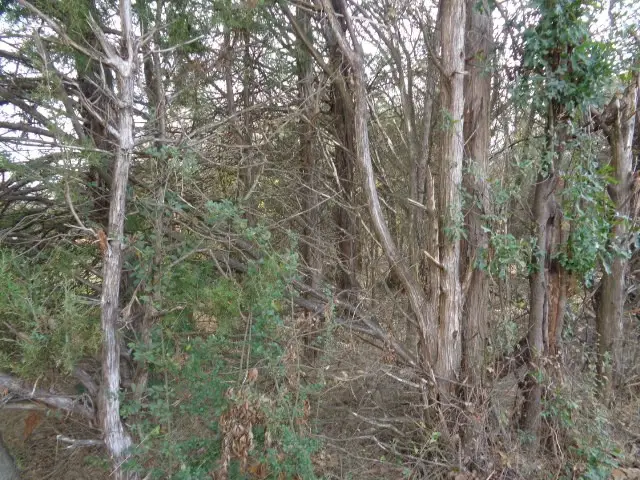 TBD Cr 4870, Winnsboro, TX 75494 - Image #2