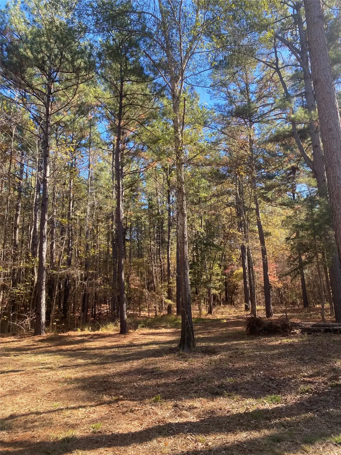 44.2 Acres State Hwy 64, Ben Wheeler, TX 75754 - Image #1