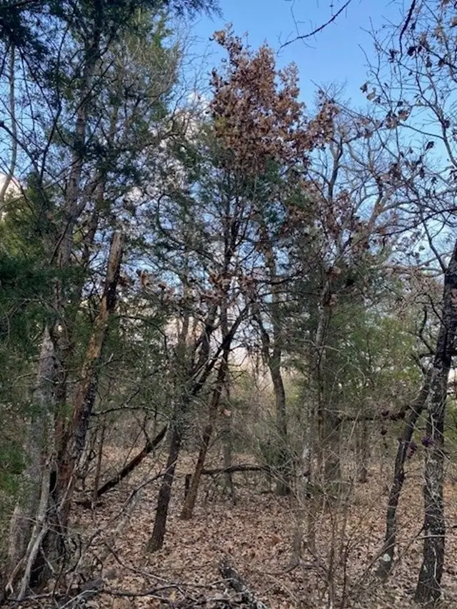 TBD N Cr 1200, Athens, TX 75751 - Image #3