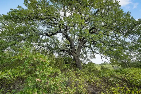 Lot 16 Double B Ranch Road S, Perrin, TX 76486