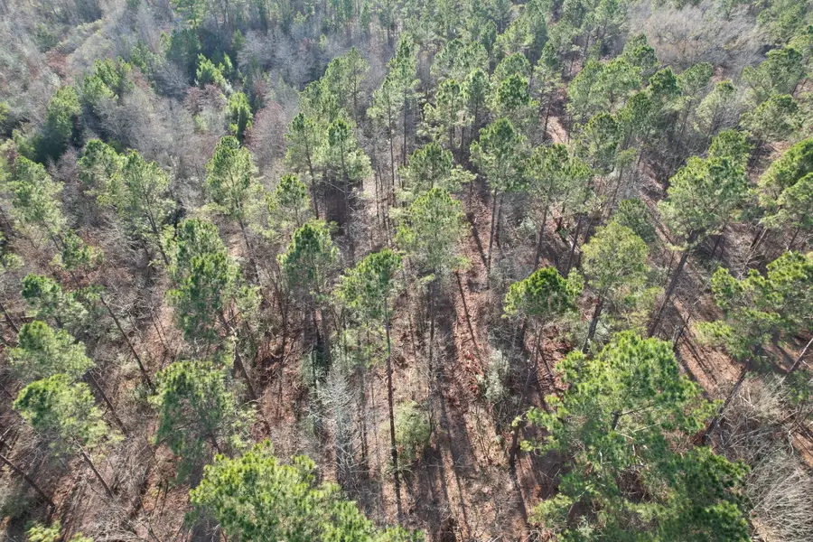 TBD-A County Road 216, Beckville, TX 75631 - Image #2