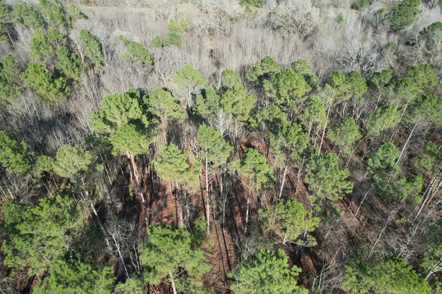 TBD-A County Road 216, Beckville, TX 75631 - Image #3