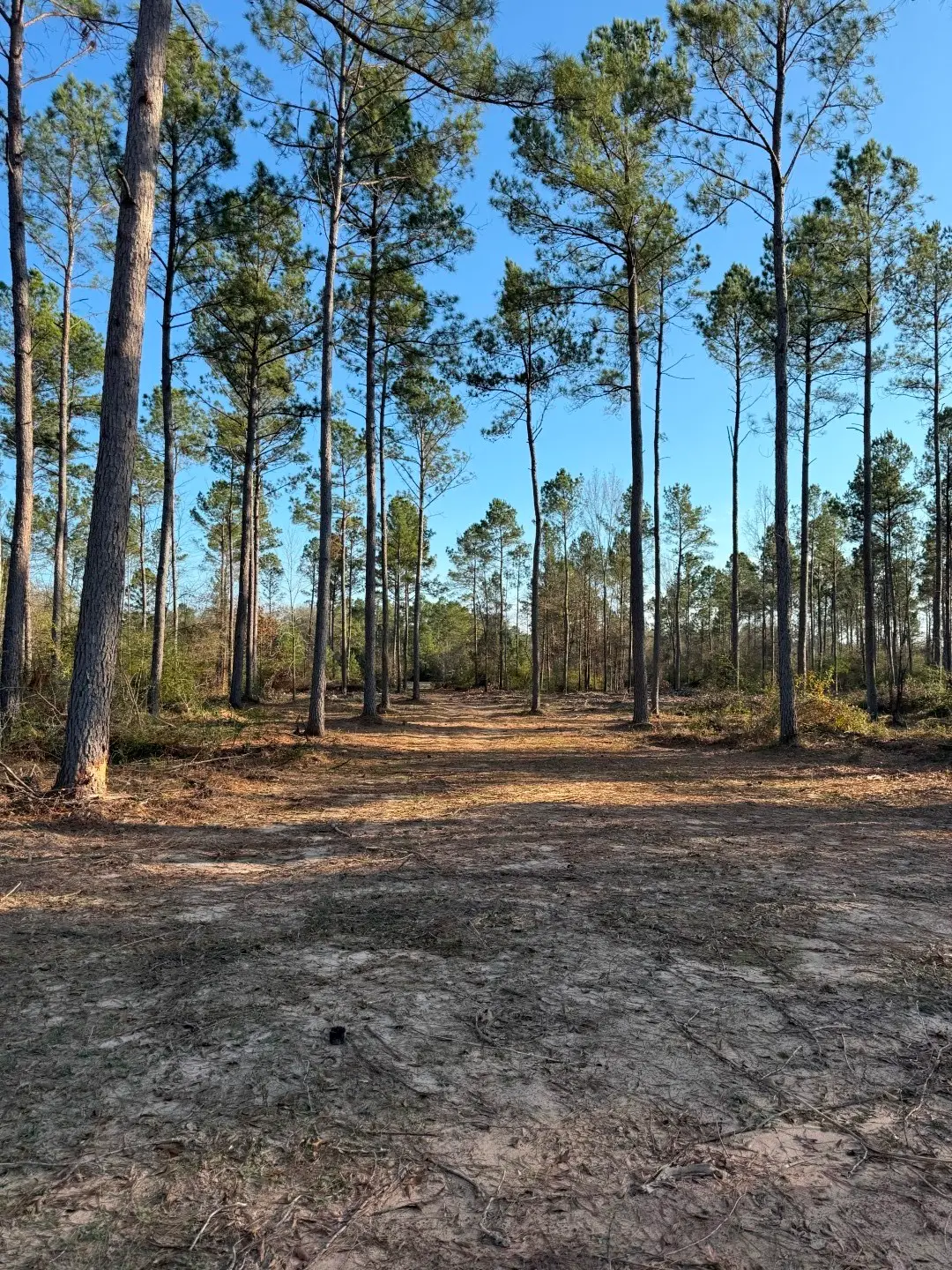 TBD-B County Road 216, Beckville, TX 75631 - Image #1