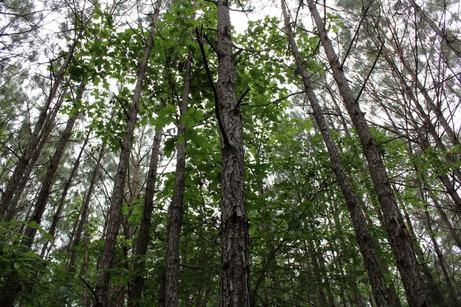 0 Mott Road, Plain Dealing, LA 71064 - Image #2