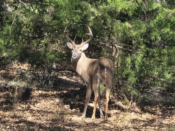 1159 Mikus Road, Weatherford, TX 76087