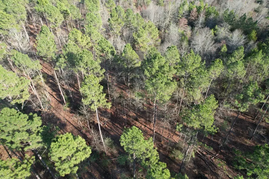 TBD-E County Road 216, Beckville, TX 75631 - Image #2