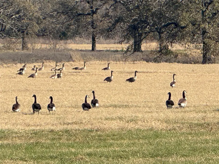 23000 Fm901, Southwest Grayson, TX 76273 - #2