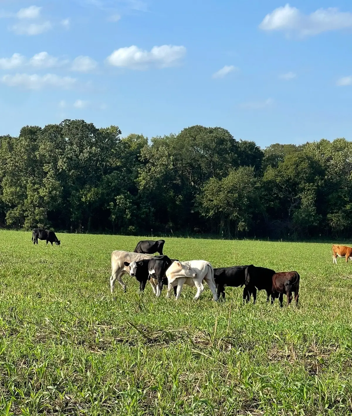 764 County Road 3422, Bynum, TX 76631 - #1