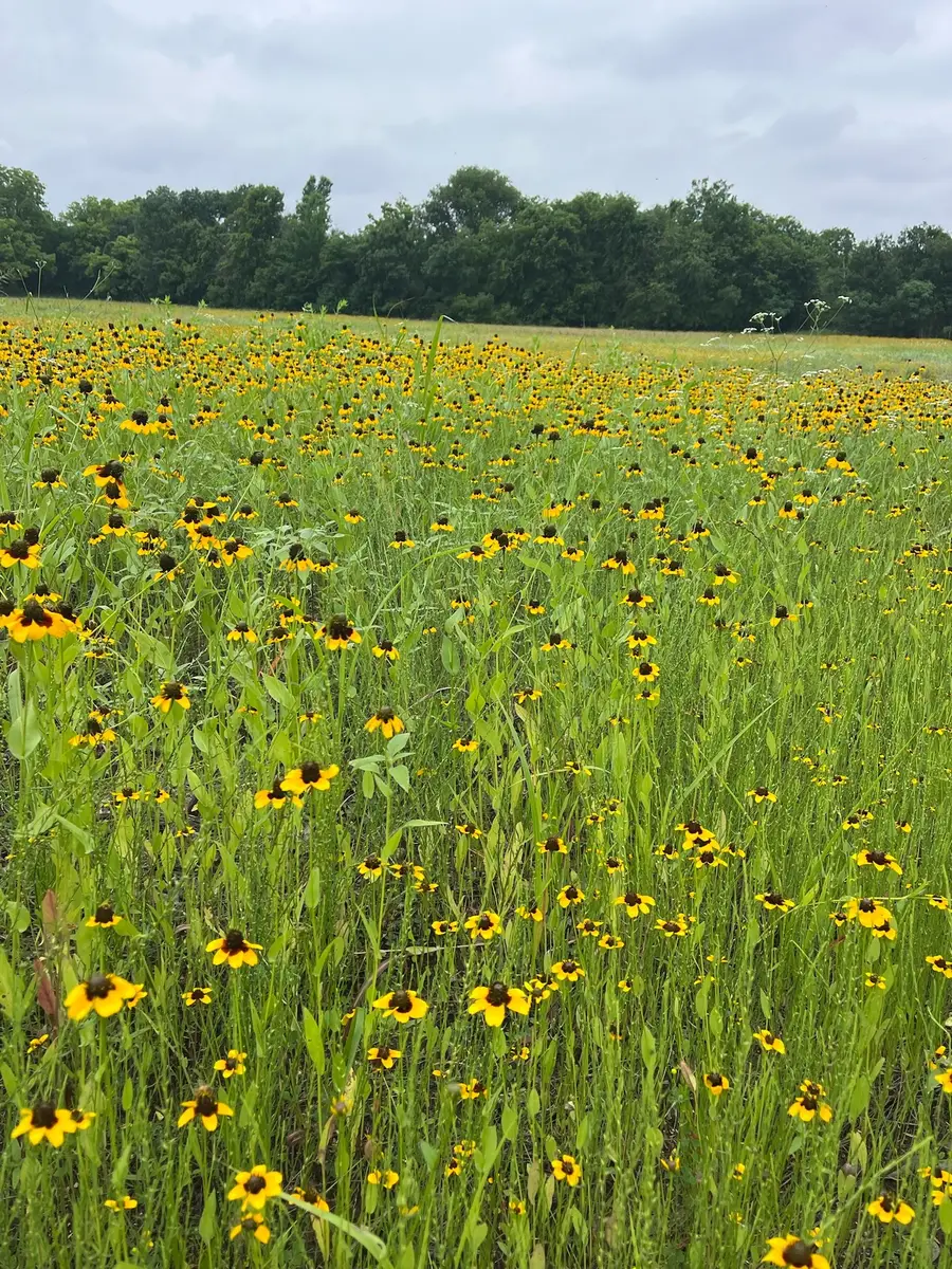 TBD Cr 3525, Honey Grove, TX 75446 - #3