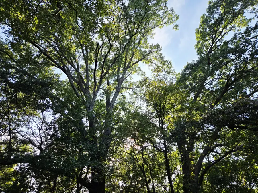 347 Copper Branch Road, Whitesboro, TX 76273 - #2