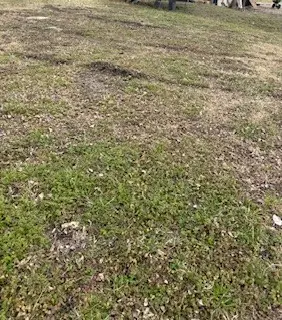 S40 - 20 3 ORR 0.069 ACRE Ash Street, Ellis, TX 75125 - #2