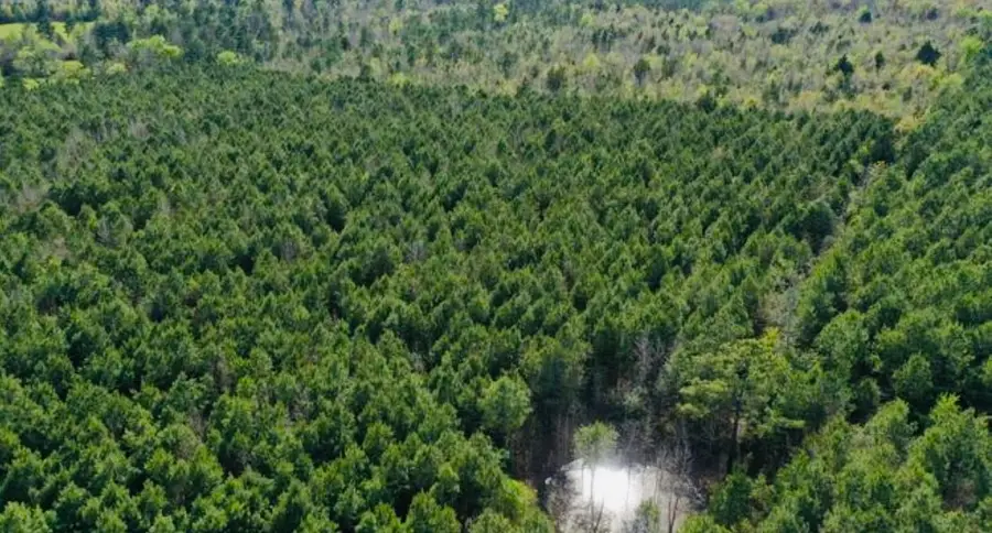 TBD County Road 1619, Linden, TX 75563 - #2