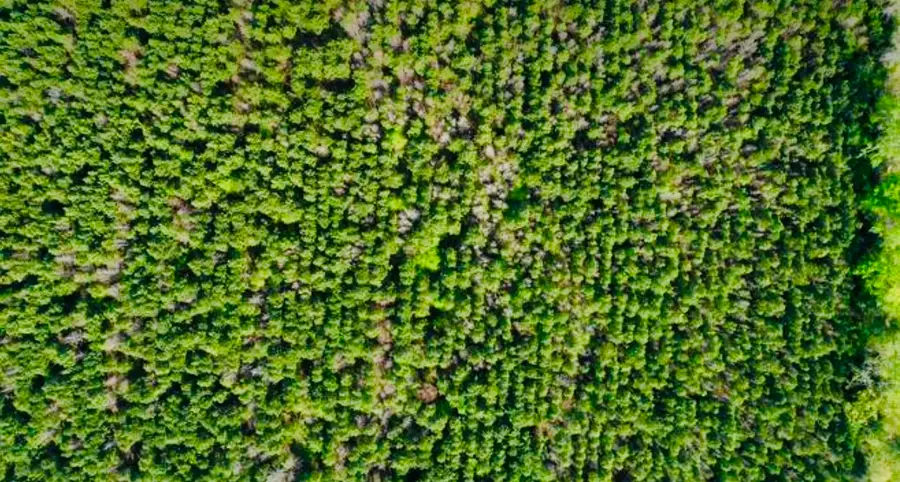 TBD County Road 1619, Linden, TX 75563 - #3