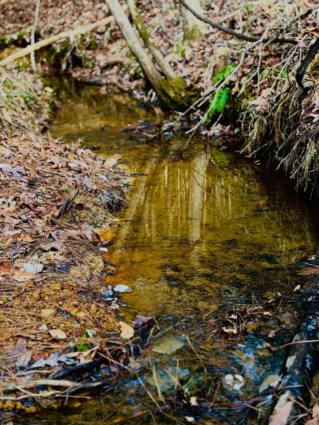 TBD (Lot 59) County Road 1060, Center, TX 75935 - #1