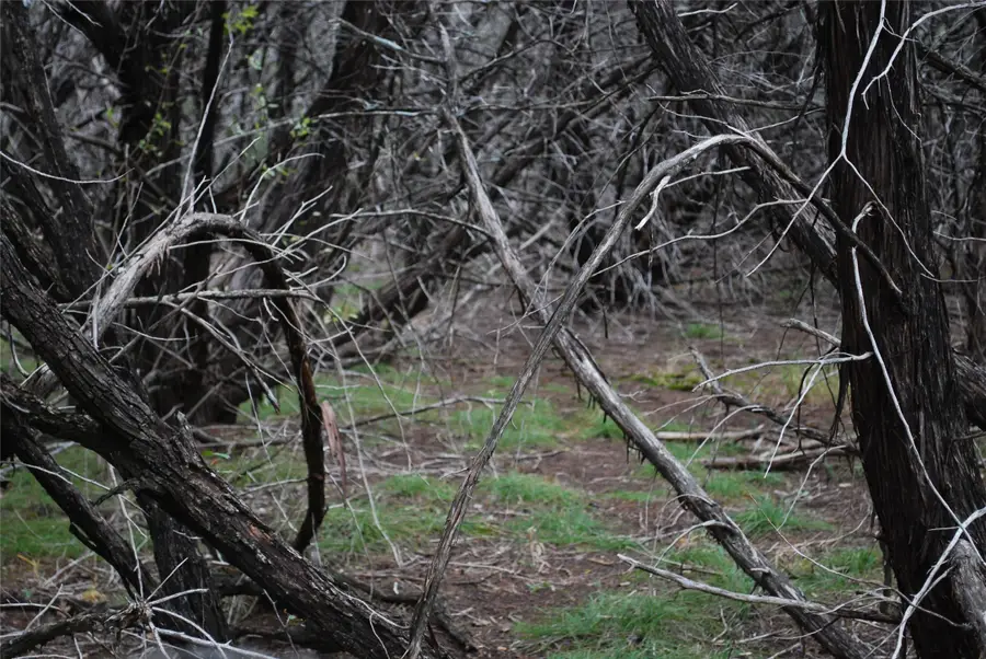 25052 Woodmont Court, Whitney, TX 76692 - #3