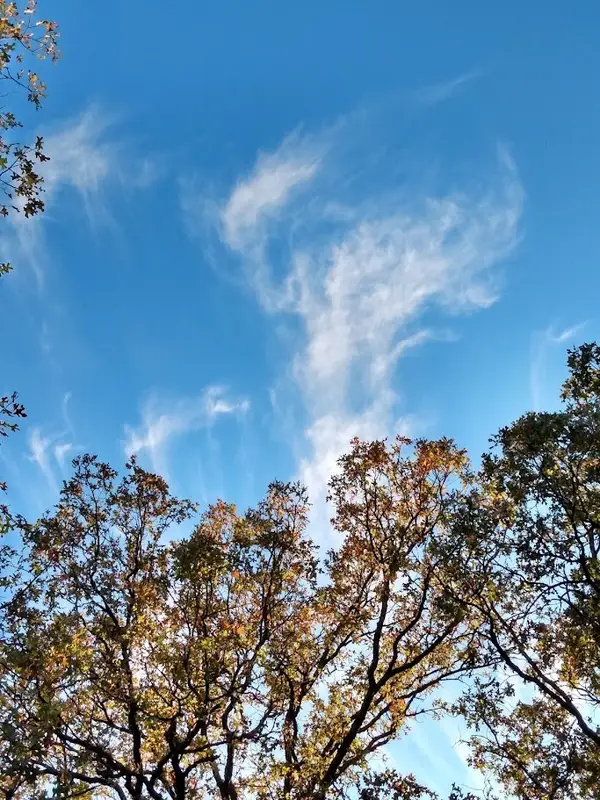 295 James Fannin Road, Honey Grove, TX 75446