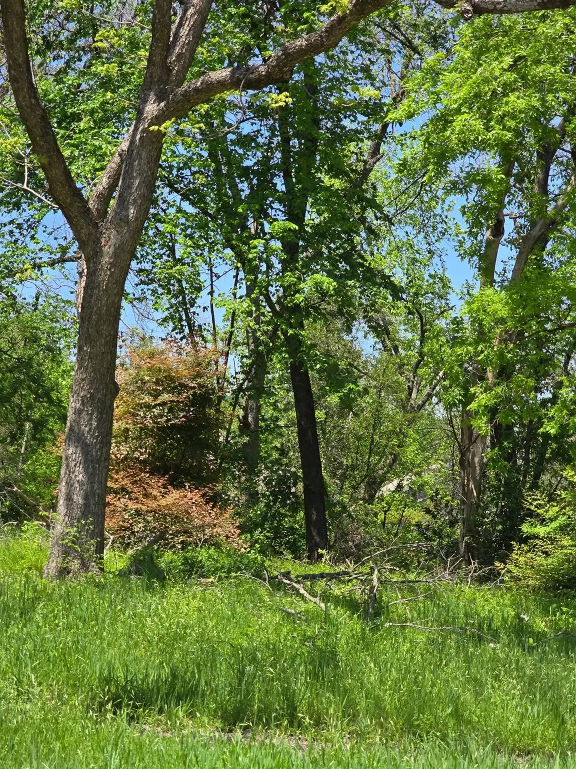 1412 W Collin Street, Corsicana, TX 75110 - #1