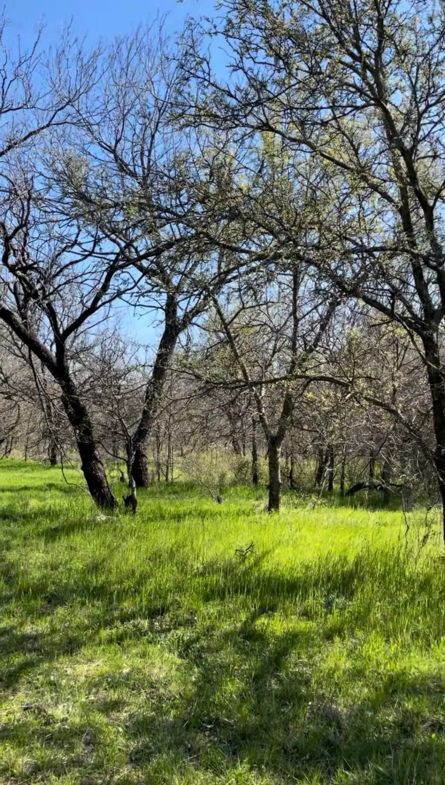 TBD Port O Call Drive, Runaway Bay, TX 76426 - #3